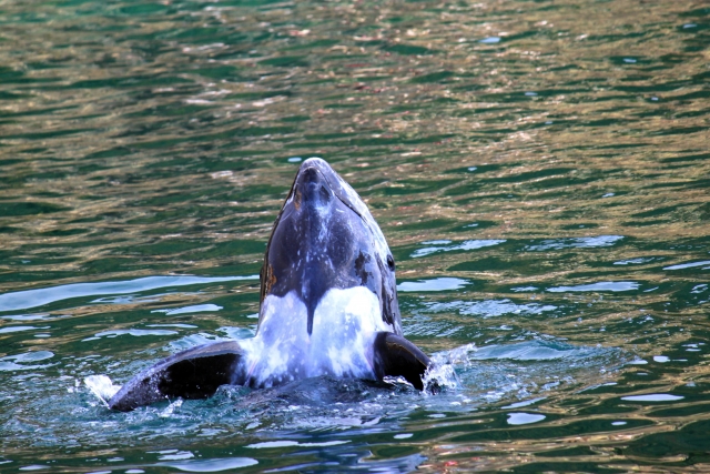 宮古島でクジラは見られる？ホエールウォッチングの真実と周辺スポット紹介